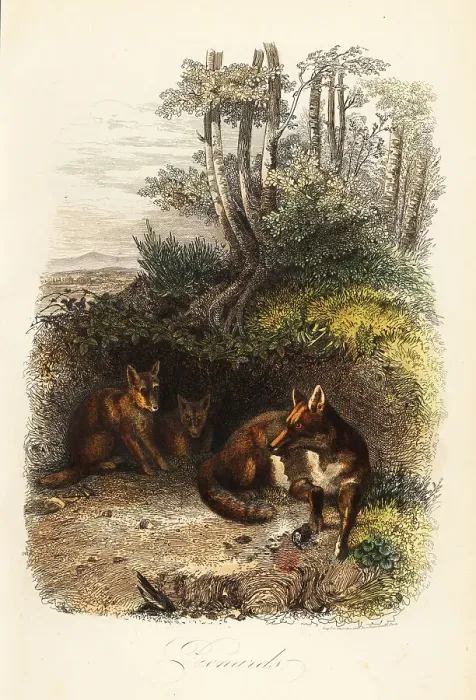Framed Print : Family of red foxes, Vulpes vulpes, outside a den Framed Print : Family of red foxes, Vulpes vulpes, outside a den
