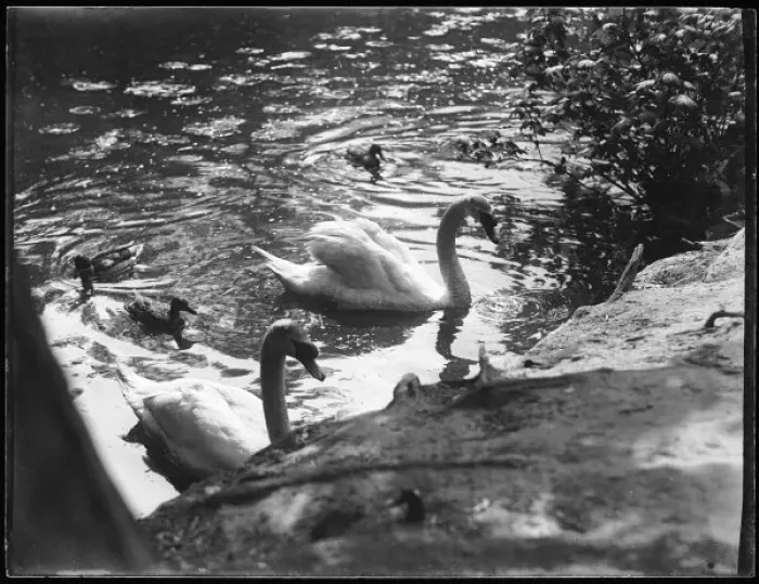 Framed Print : Family of Swans Framed Print : Family of Swans
