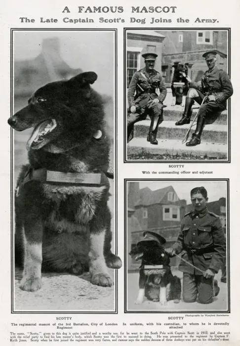 Framed Print : A famous mascot - Captain Scott dog joins the Army Framed Print : A famous mascot - Captain Scott dog joins the Army