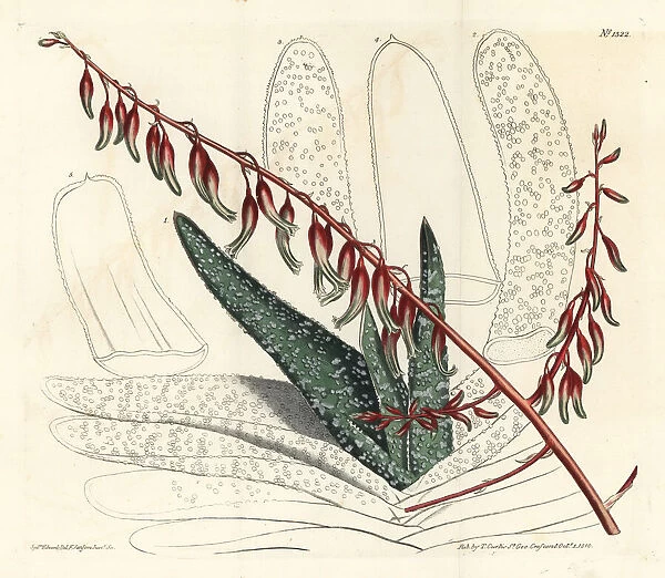 Fan aloe, Aloe plicatilis