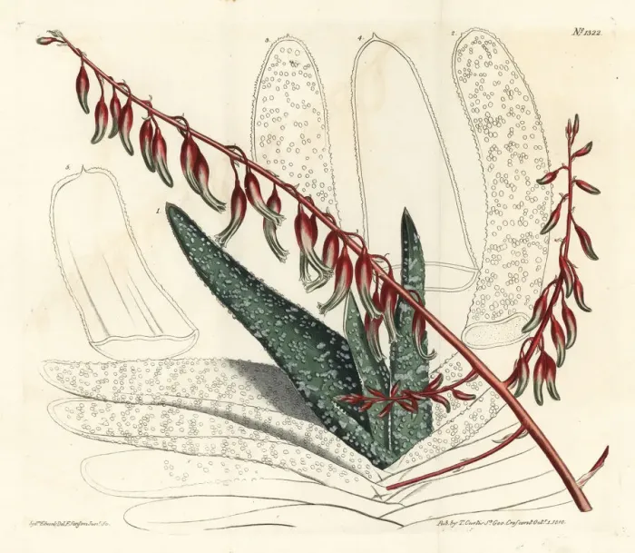 Framed Print : Fan aloe, Aloe plicatilis Framed Print : Fan aloe, Aloe plicatilis