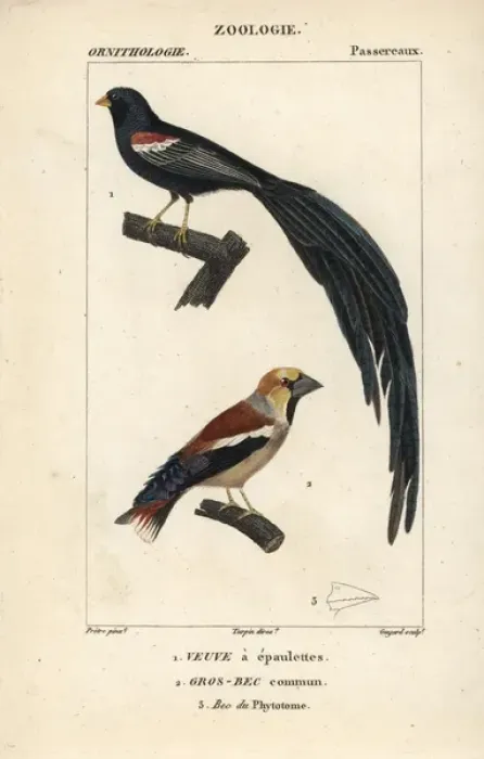 Framed Print : Fan-tailed widowbird, Euplectes axillaris Framed Print : Fan-tailed widowbird, Euplectes axillaris
