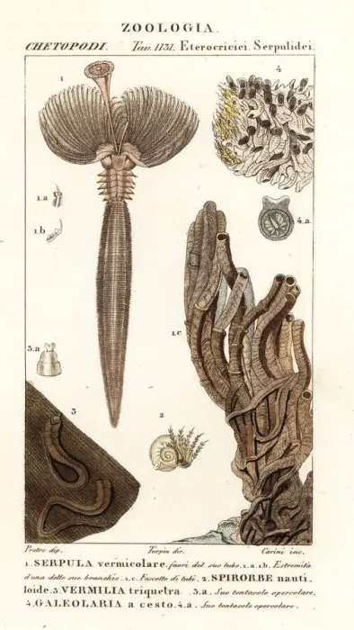 Framed Print : Fan worm and other worms Framed Print : Fan worm and other worms
