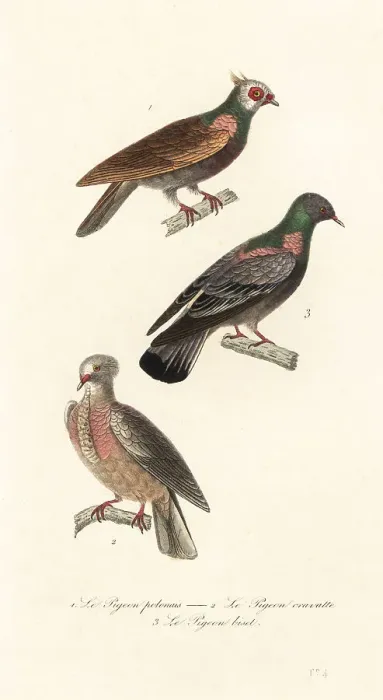 Framed Print : Fancy pigeon breeds Framed Print : Fancy pigeon breeds