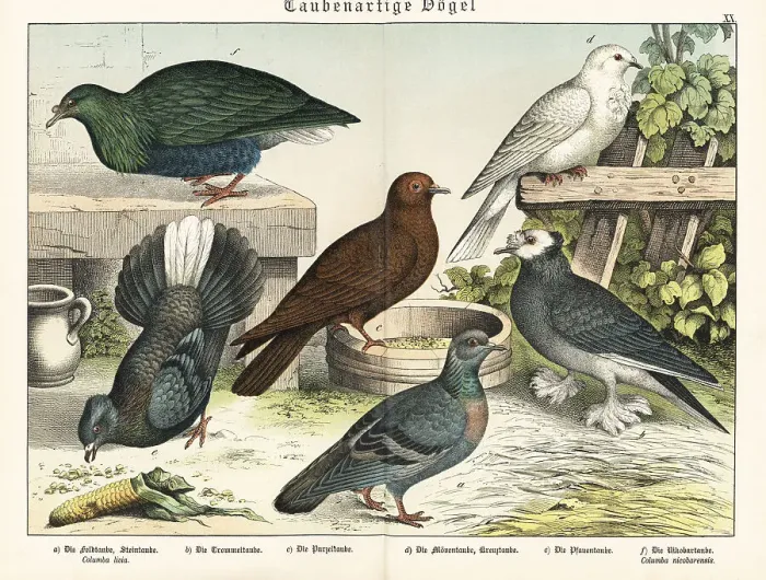 Framed Print : Fancy pigeon types and Nicobar pigeon Framed Print : Fancy pigeon types and Nicobar pigeon