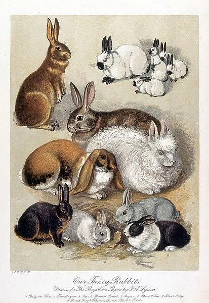 Our Fancy Rabbits. An illustration of various breeds of rabbit drawn for