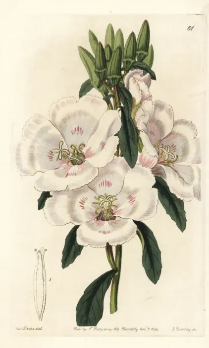 Framed Print : Farewell to sping, Clarkia amoena subsp. lindleyi Framed Print : Farewell to sping, Clarkia amoena subsp. lindleyi