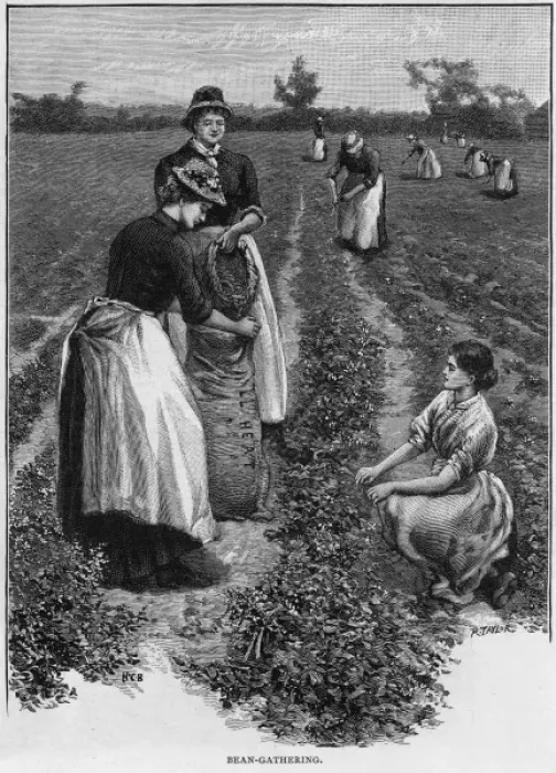 Framed Print : Farm Girls Harvesting Framed Print : Farm Girls Harvesting