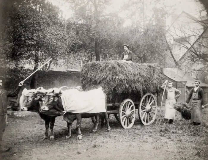 Framed Print : Farm ox cart with hay, farm workers, pitchforks, European