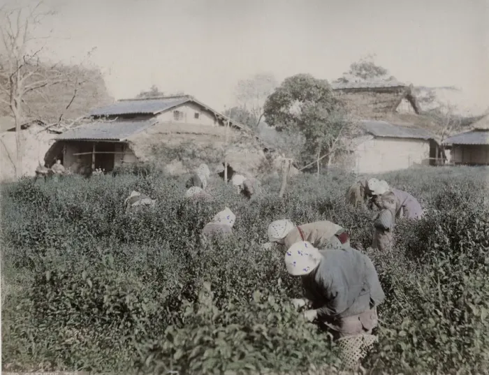 Framed Print : Farm workers picking tea, Japan Framed Print : Farm workers picking tea, Japan