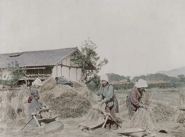 Farm workers stripping grains of rice from straw, Japan