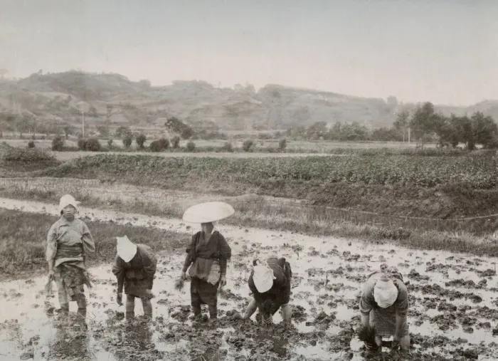 Framed Print : Farm workers transplanting rice sprouts, Japan Framed Print : Farm workers transplanting rice sprouts, Japan