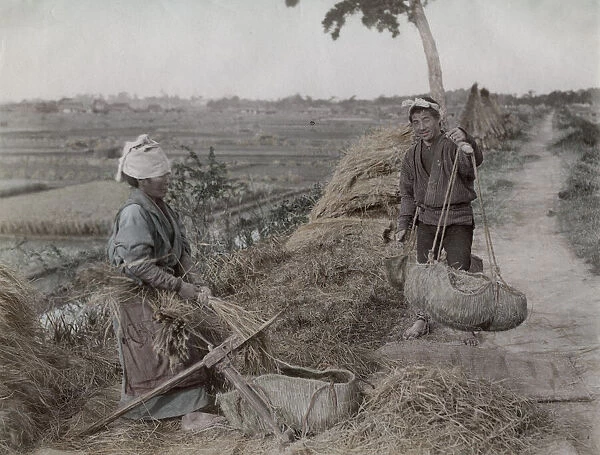 Farm workers tripping rices grains from straw, Japan