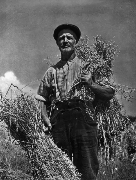 Framed Print : Farmer and his crop Framed Print : Farmer and his crop
