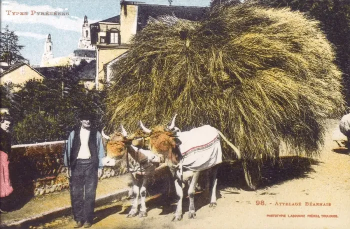 Framed Print : Farmer and laden ox cart Framed Print : Farmer and laden ox cart