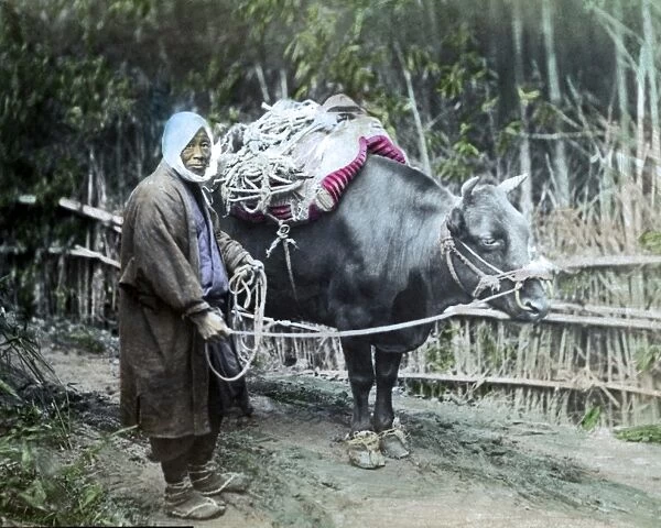 Farmer and ox, Japan