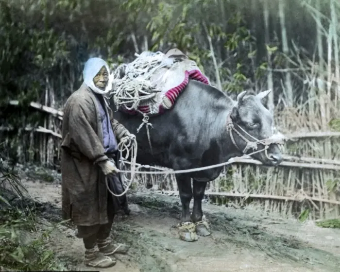 Framed Print : Farmer and ox, Japan Framed Print : Farmer and ox, Japan
