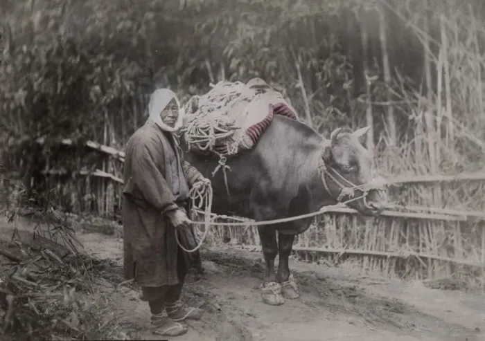 Framed Print : Farmer and his ox, Japan Framed Print : Farmer and his ox, Japan