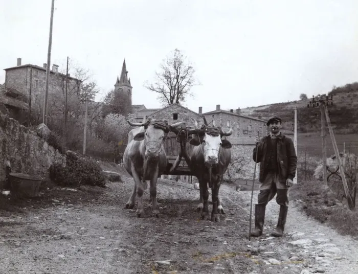 Framed Print : Farmer with oxen and cart in rural France Framed Print : Farmer with oxen and cart in rural France