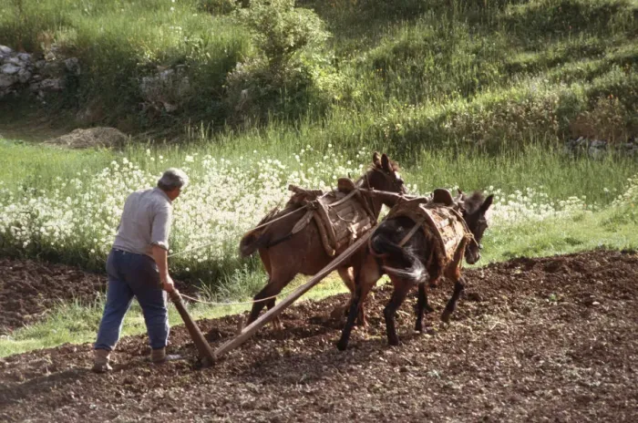 Framed Print : Farmer ploughing using two working mules Njegusi, Montenegro Framed Print : Farmer ploughing using two working mules Njegusi, Montenegro