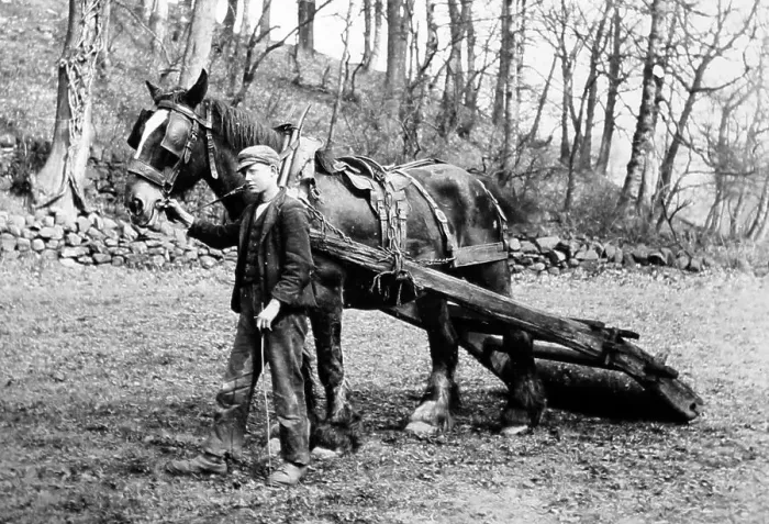 Framed Print : Farmer rolling the ground, Victorian period Framed Print : Farmer rolling the ground, Victorian period