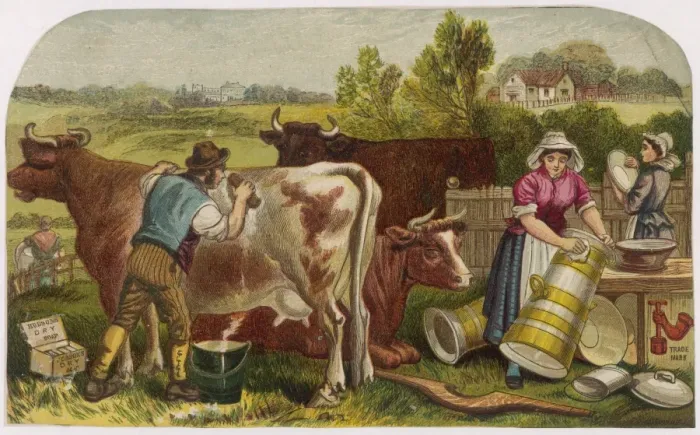 Framed Print : Farmer Scrubs Cow Framed Print : Farmer Scrubs Cow