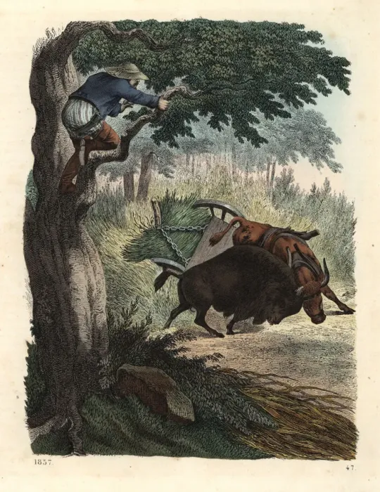 Framed Print : Farmer up a tree watching a buffalo fight a bull Framed Print : Farmer up a tree watching a buffalo fight a bull