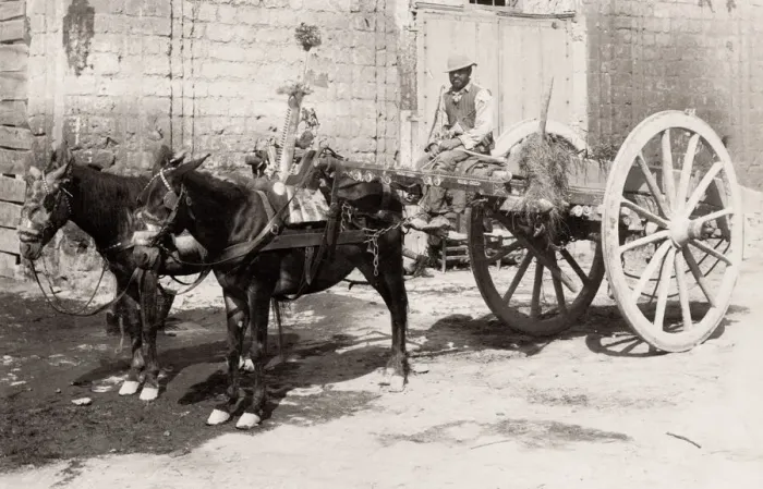 Framed Print : Farmers cart being pulled by a pair of horses, southern Italy Framed Print : Farmers cart being pulled by a pair of horses, southern Italy