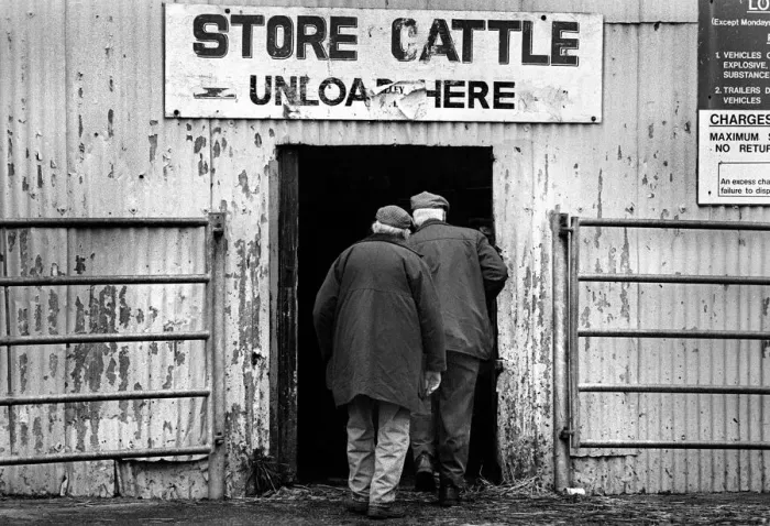 Framed Print : Two farmers enter store cattle shed - Bakewell Cattle Market Framed Print : Two farmers enter store cattle shed - Bakewell Cattle Market