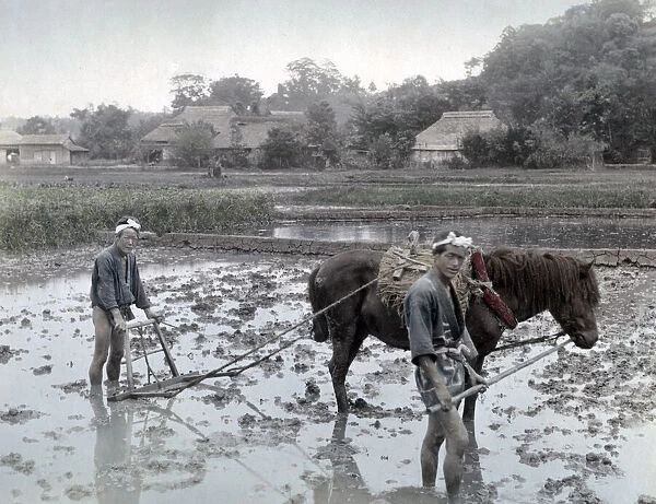 Farmers ploughing a rice paddy field with a horse, Japan, c. 1880 s