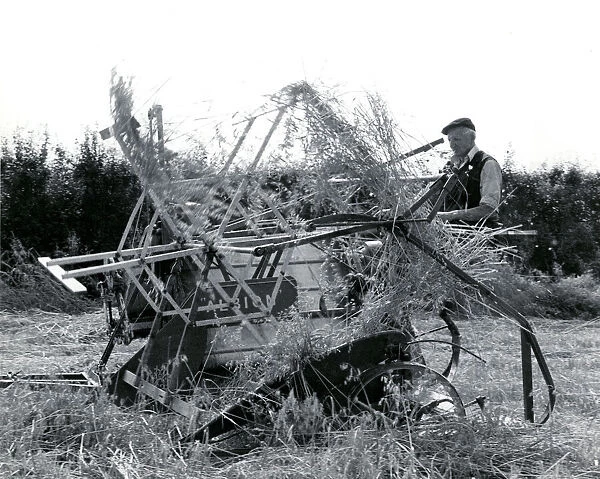 Farmhand using traditional binder at harvest time, Cornwall