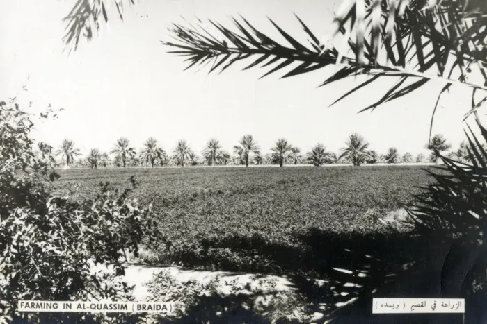 Framed Print : Farming in Buraydah, the capital of Al-Qassim Region in north-central Saudi Arabia Framed Print : Farming in Buraydah, the capital of Al-Qassim Region in north-central Saudi Arabia