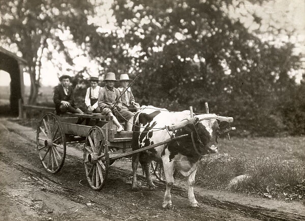 Farming in Canada c. 1920, farm children on an ox cart