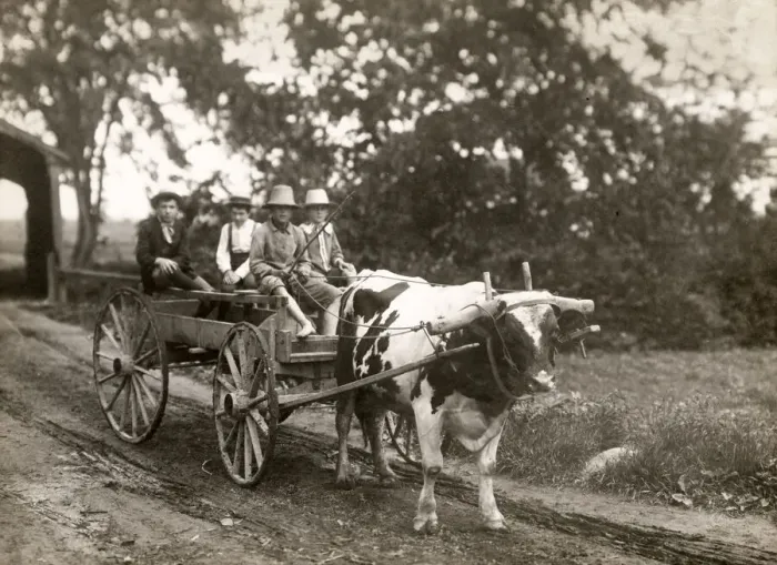 Framed Print : Farming in Canada c. 1920, farm children on an ox cart Framed Print : Farming in Canada c. 1920, farm children on an ox cart