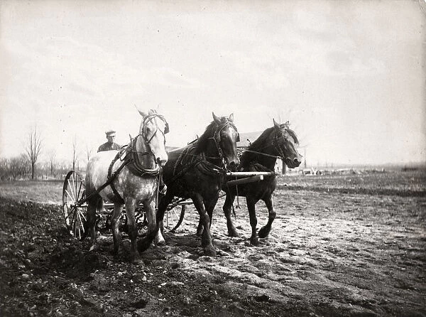 Farming in Canada - a team of horses pulling a harrow, c1920