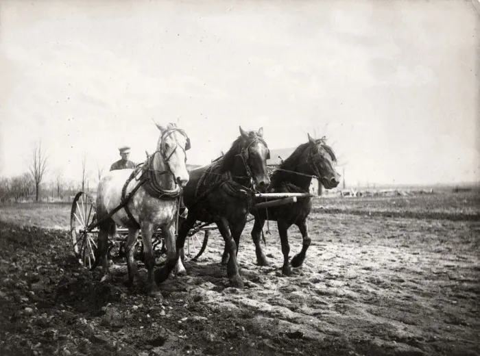 Framed Print : Farming in Canada - a team of horses pulling a harrow, c1920 Framed Print : Farming in Canada - a team of horses pulling a harrow, c1920