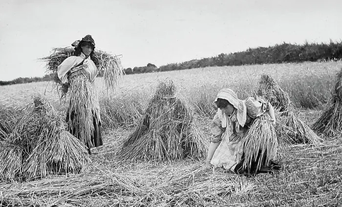 Framed Print : Farming - Gathering the hay Victorian period Framed Print : Farming - Gathering the hay Victorian period