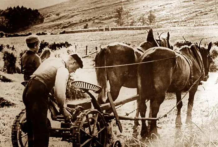 Framed Print : Farming in the Highlands of Scotland, early 1900s Framed Print : Farming in the Highlands of Scotland, early 1900s