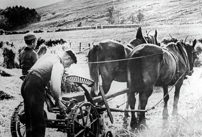 Framed Print : Farming in the Highlands of Scotland, early 1900s Framed Print : Farming in the Highlands of Scotland, early 1900s