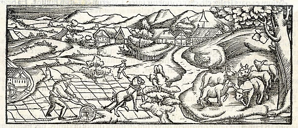 Farming in Middle Ages