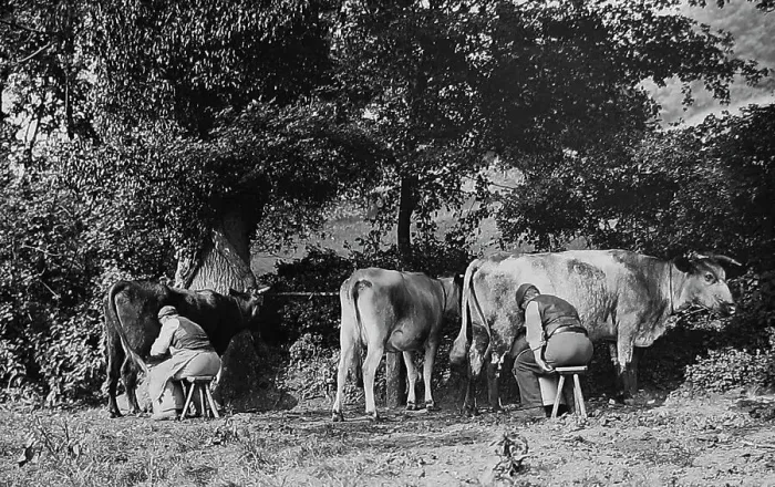 Framed Print : Farming - Milking Cows Victorian period Framed Print : Farming - Milking Cows Victorian period