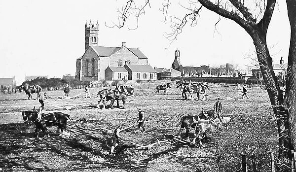 Farming - Ploughing Match - Victorian period