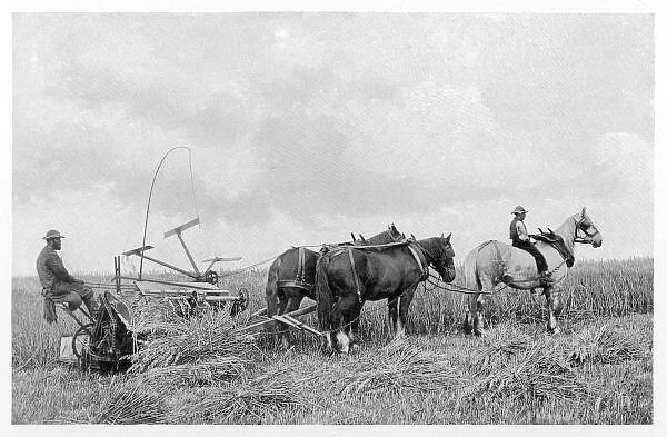 Farming  /  Reaping 1899