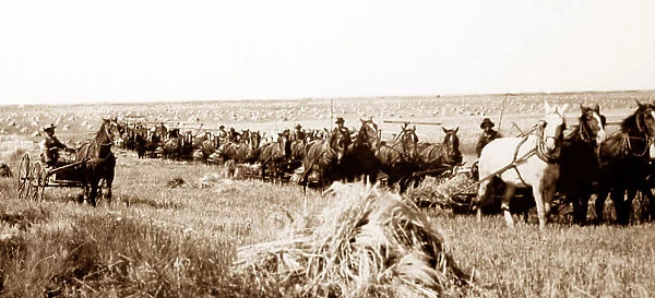 Farming (reaping) on the Canadian Prairies, early 1900s