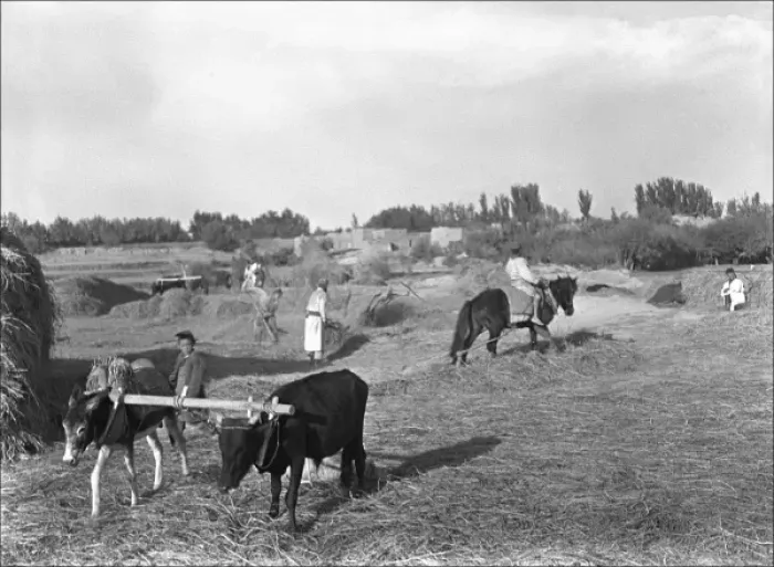 Framed Print : Farming scene, Kashgar, China Framed Print : Farming scene, Kashgar, China
