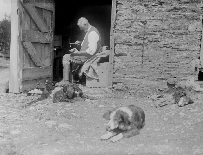 Framed Print : Farmyard Dogs Framed Print : Farmyard Dogs