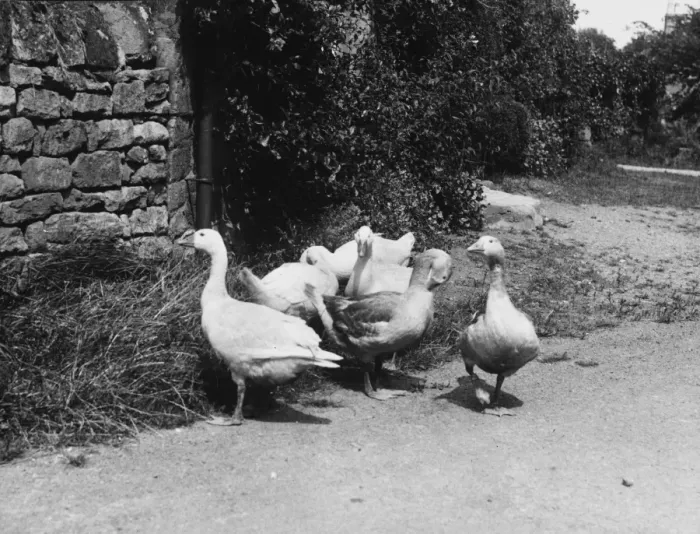 Framed Print : Farmyard Geese Framed Print : Farmyard Geese