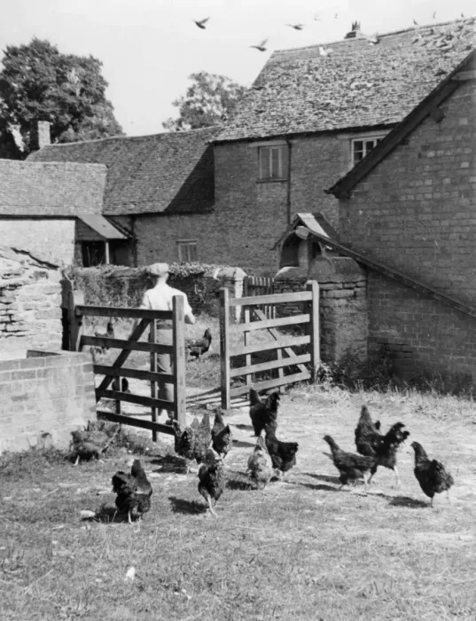 Framed Print : Farmyard Hens Framed Print : Farmyard Hens