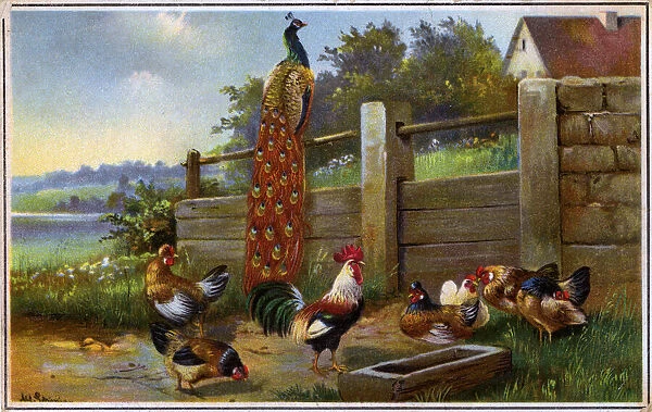 Farmyard scene with Cockerels and Peacock