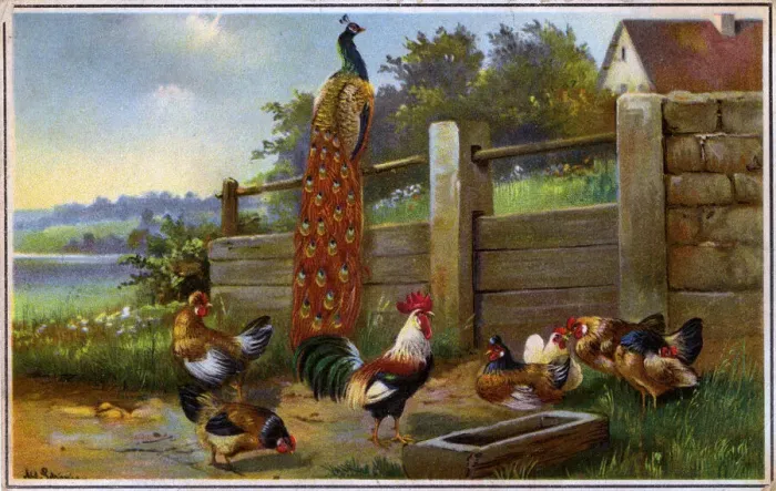 Framed Print : Farmyard scene with Cockerels and Peacock Framed Print : Farmyard scene with Cockerels and Peacock